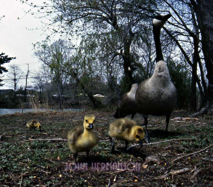 Baby-Geese.jpg