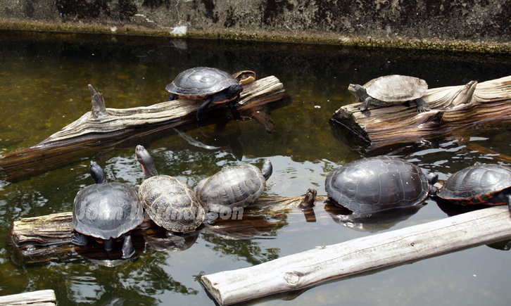 Turtle-convention.jpg - Cold Spring Harbor, NY, Fish Hatchery