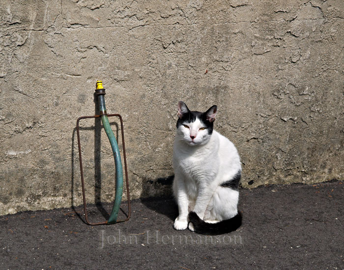 cat-&-sprinkler.jpg