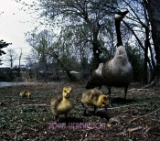 Baby-Geese