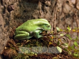 Frog_1