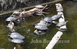 Turtles-2