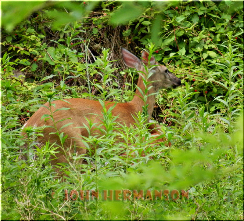 2012_3.jpg - 2012  Next to the pond,  note fawns smaller tail resting just below deers neck.