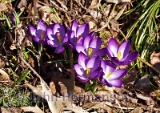 crocus