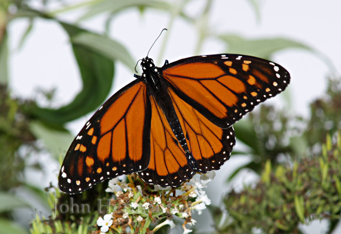 monarch.jpg - Olympus E-500, 40-150mm Olympus Digital lens, FL-36 flash